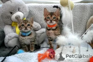 Photo №1. bengal cat - for sale in the city of Los Angeles | 350$ | Announcement № 112163