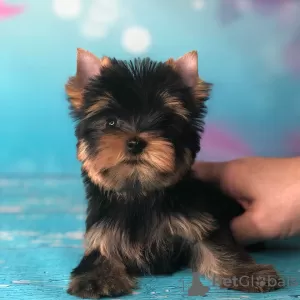 Photo №3. Here I have  beautiful Yorkshire Terrier puppies,  girls and boys, all very. Germany