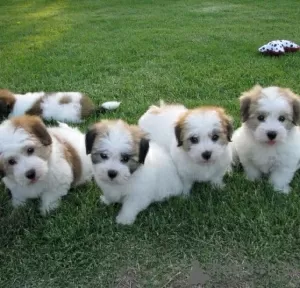 Photo №1. coton de tulear - for sale in the city of Aachen | 141$ | Announcement № 129352