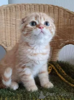 Photo №1. scottish fold - for sale in the city of San Jose | 250$ | Announcement № 12003