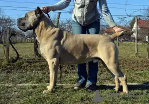 Additional photos: Cane Corso great bloodline champion puppies pedigree FCI