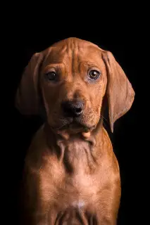 Photo №3. Rhodesian ridgeback puppies. Estonia