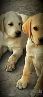 Additional photos: Labrador retriever puppies