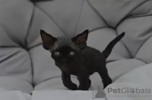 Photo №1. devon rex - for sale in the city of Мадрид | 402$ | Announcement № 119941