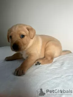 Photo №3. Zwarte Labradoodle-pups te koop. Netherlands