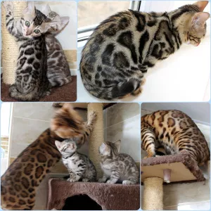 Additional photos: Bengal kittens kittens