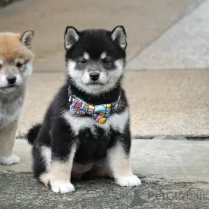 Photo №1. shiba inu - for sale in the city of Ibb | negotiated | Announcement № 39131