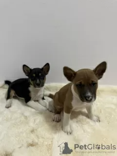 Additional photos: Basenji puppies