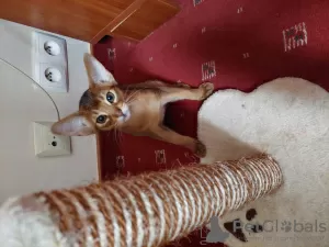 Photo №2 to announcement № 42656 for the sale of abyssinian cat - buy in Poland breeder