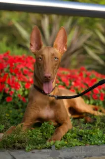 Photo №3. Pharaoh Hound Puppy Girl. Czech Republic