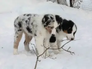 Additional photos: For sale Australian shepherd puppy (aussi)