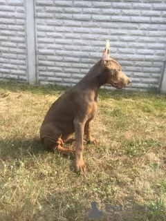 Photo №2 to announcement № 11442 for the sale of dobermann - buy in Ukraine private announcement