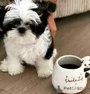 Photo №3. Beautiful male and female KC registered shih tzu pups. Germany