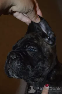 Additional photos: For sale beautiful puppies Cane Corso - boys and girls.