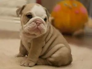 Photo №1. english bulldog - for sale in the city of Vilnius | 1219$ | Announcement № 707