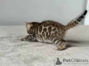 Additional photos: Bengal kittens