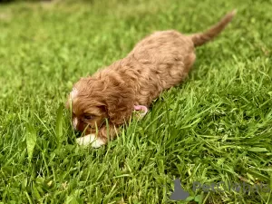 Additional photos: Cavapoo Cavadoodle