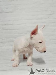 Additional photos: Bull Terrier Miniature puppies