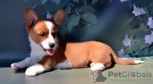 Photo №4. I will sell welsh corgi in the city of Руза. from nursery - price - 781$