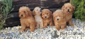 Photo №1. poodle (dwarf) - for sale in the city of Loznica | negotiated | Announcement № 114851