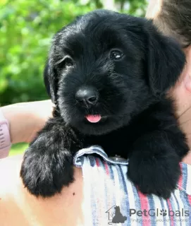 Photo №3. Giant Schnauzer puppies! Delivery is. Ukraine