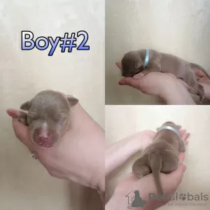 Additional photos: American Bully Puppies