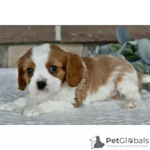 Photo №4. I will sell cavalier king charles spaniel in the city of Даллас. private announcement - price - 300$