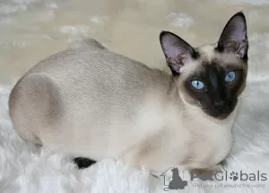 Photo №1. tonkinese cat - for sale in the city of Ardiya | negotiated | Announcement № 10293