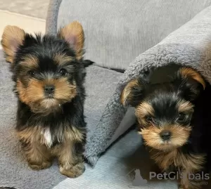 Photo №2 to announcement № 125804 for the sale of yorkshire terrier - buy in Sweden 