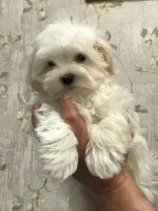 Additional photos: Maltese puppies girl and boy