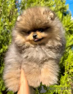 Photo №1. pomeranian - for sale in the city of Belgrade | Is free | Announcement № 98299