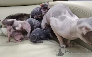 Additional photos: Kittens Don Sphynx gum