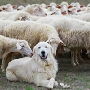 Photo №1. polish tatra sheepdog - for sale in the city of Birmingham | 2008$ | Announcement № 125929