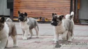 Additional photos: American Akita puppies for sale