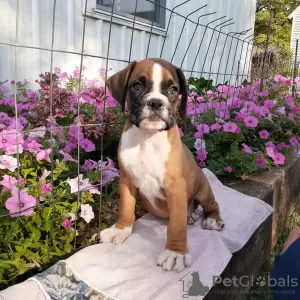 Photo №3. Boxer puppies DNA health test. Germany