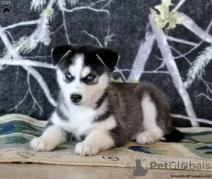 Photo №2 to announcement № 45897 for the sale of siberian husky - buy in United States 