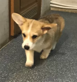 Additional photos: Welsh Corgi pembroke, puppies