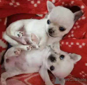 Photo №1. chihuahua - for sale in the city of Eindhoven | 475$ | Announcement № 116179