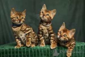 Additional photos: Bengal kittens with pedigree