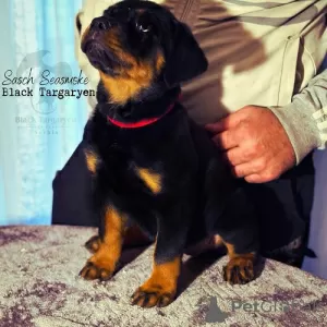 Photo №3. Rottweiler puppies female and male. Serbia