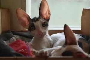 Photo №1. cornish rex - for sale in the city of Minsk | Negotiated | Announcement № 2097