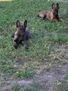 Additional photos: Dutch Shepherd puppies