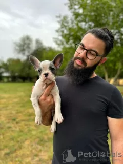 Photo №3. French bulldog puppies. Serbia