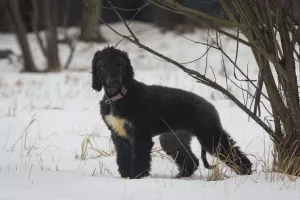 Photo №2 to announcement № 5784 for the sale of afghan hound - buy in Russian Federation from nursery