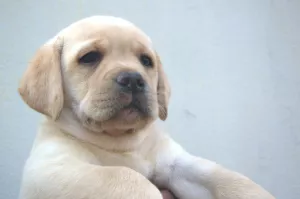 Additional photos: Labrador Retriever Puppies