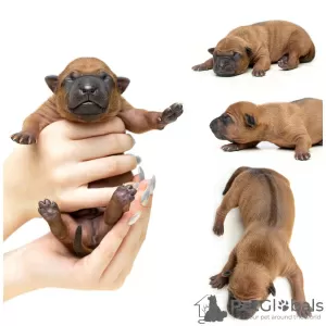 Photo №4. I will sell thai ridgeback in the city of Riga. breeder - price - 2196$