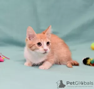 Photo №3. Kitten Zlata - red baby sunshine is looking for a home!. Russian Federation