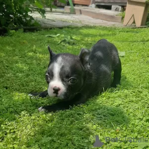 Additional photos: french bulldog puppies for sale