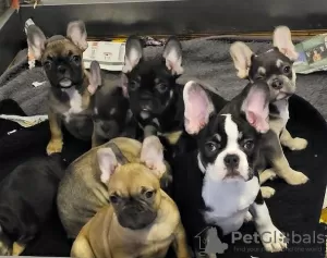 Photo №2 to announcement № 130144 for the sale of french bulldog - buy in Germany private announcement