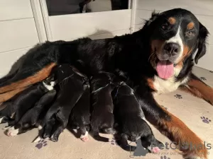 Additional photos: Registered Bernese Mountain puppies